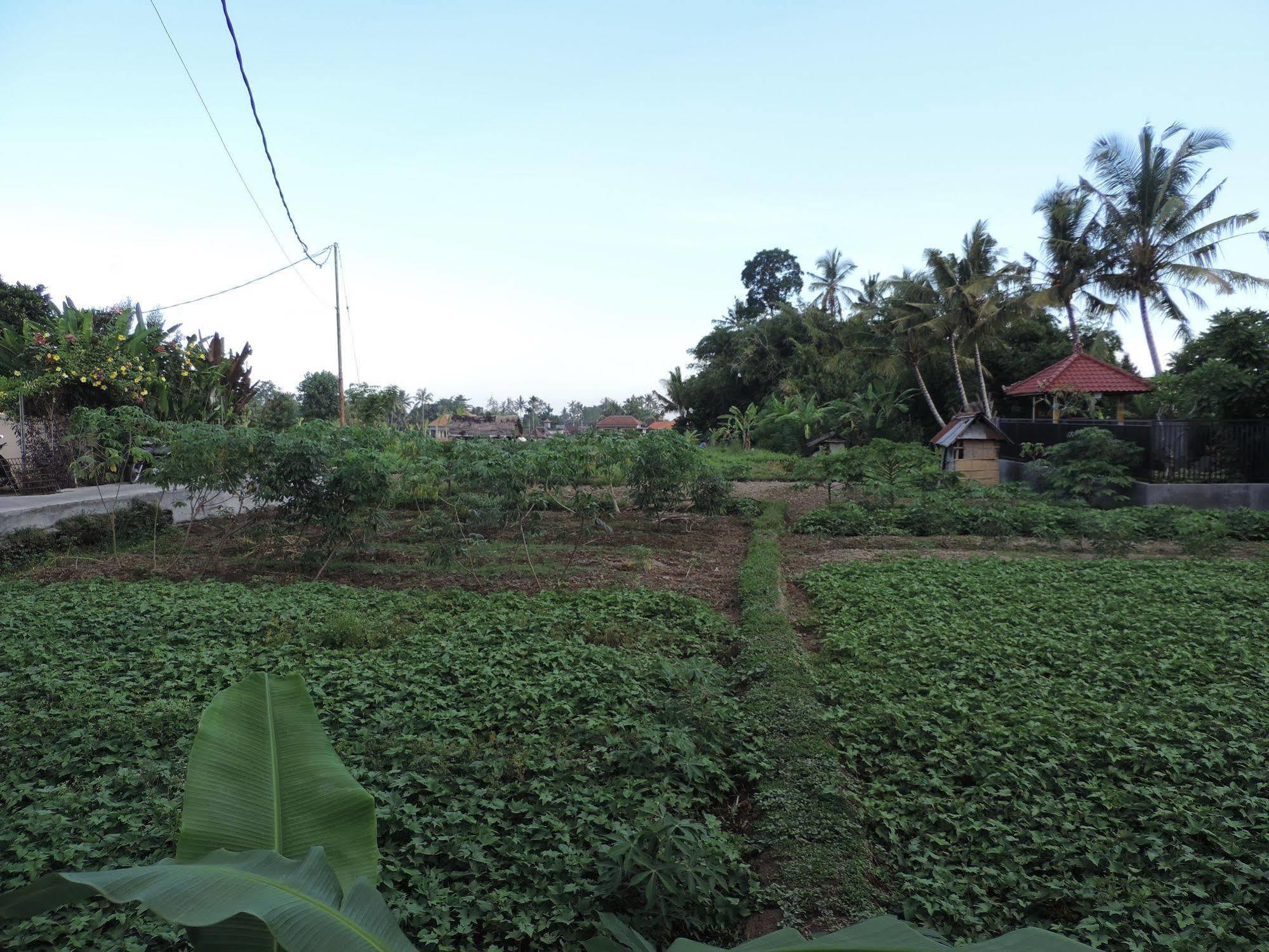 Duana'S Homestay Ubud Esterno foto